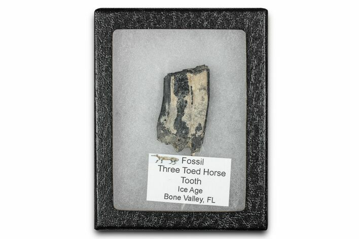 Fossil Three-Toed Horse Tooth - Bone Valley, Florida #336416